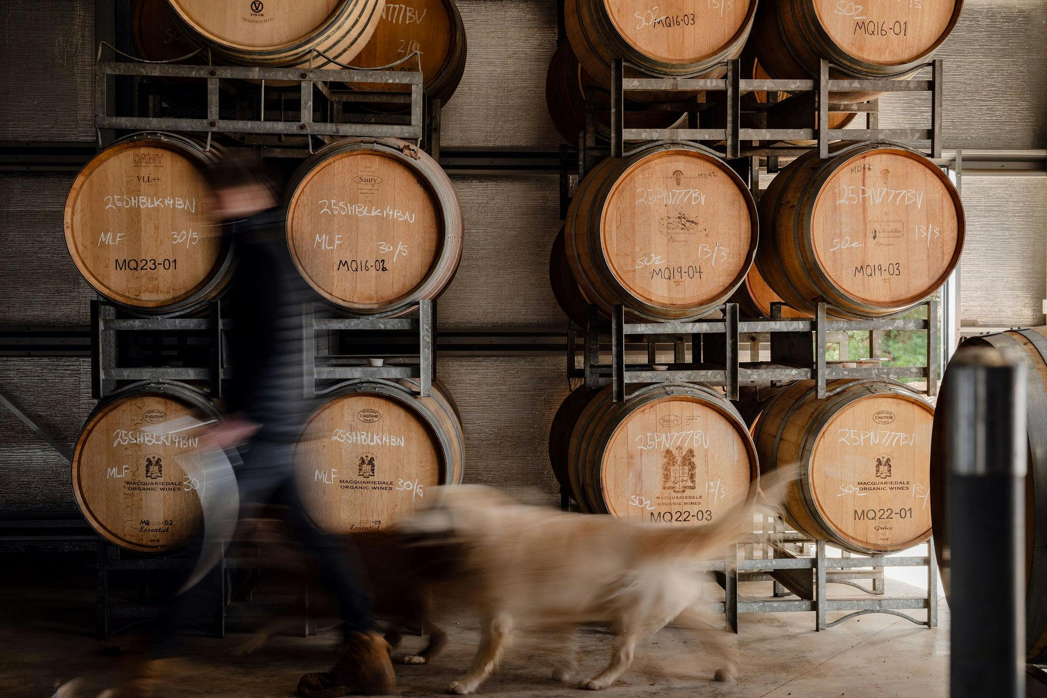 Barrel Room with Tom and Winery Dog Nala