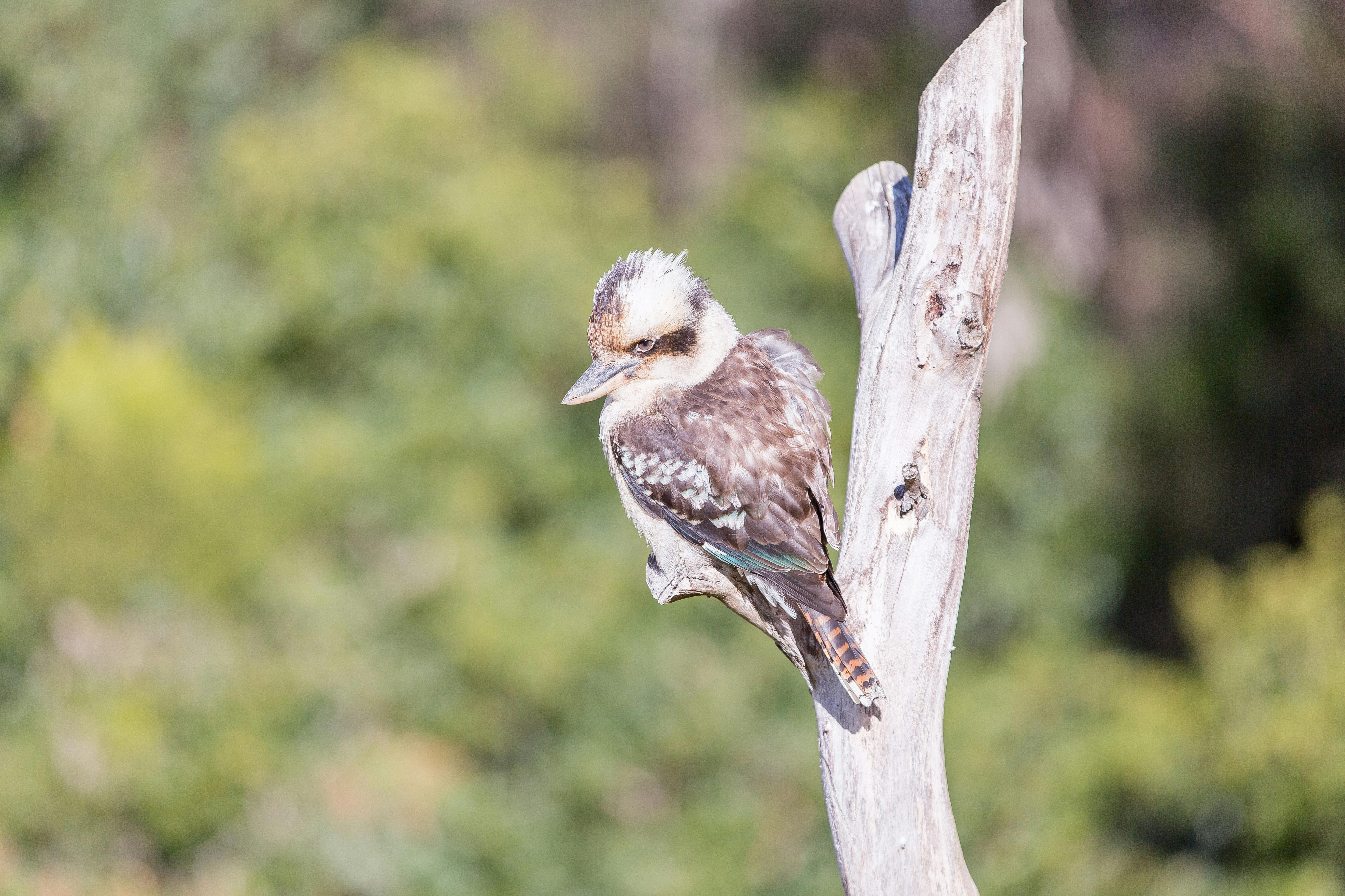 Wonboyn is a birdwatchers paradise. You will likely be visited by the many species.