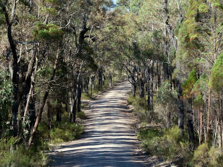 Spring Gully drive, Goulburn River National Park. Photo: Nick Cubbin