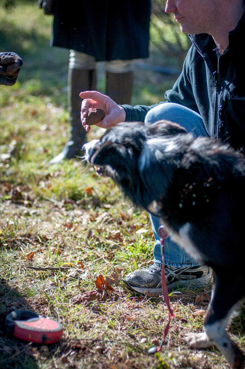 Image of the event 'The Truffle Festival - Canberra Region | Truffle Hunts at L'Air du Wombat'