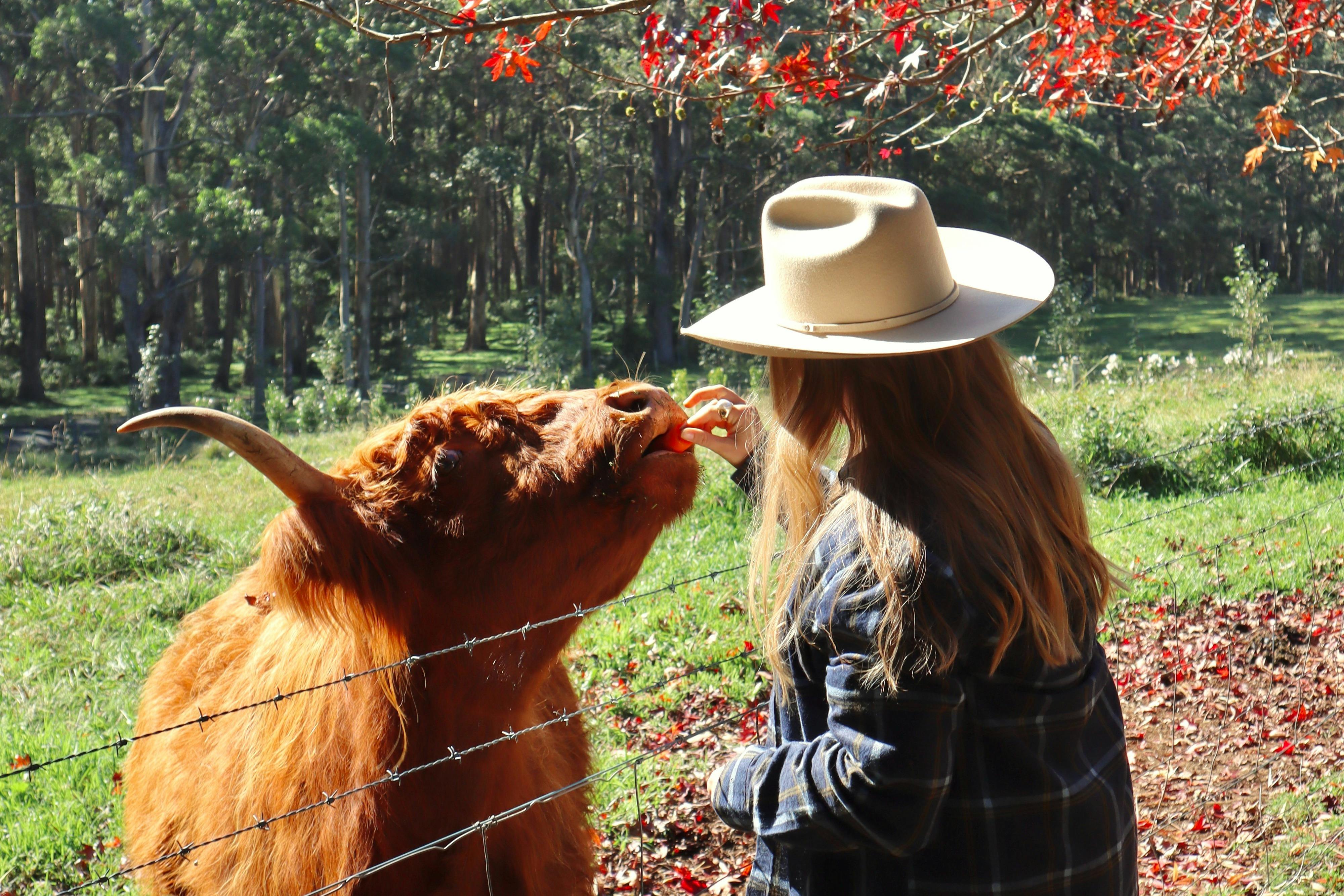 Animal Encounter with Highland cows