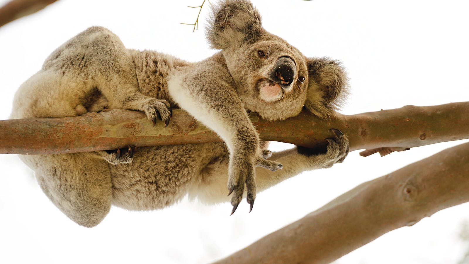 Koala resting on tree branch. Koala resting on tree branch.