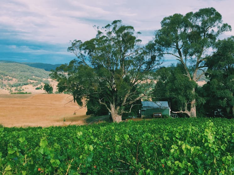 tumbarumba winery wine tasting cellar door chardonnay