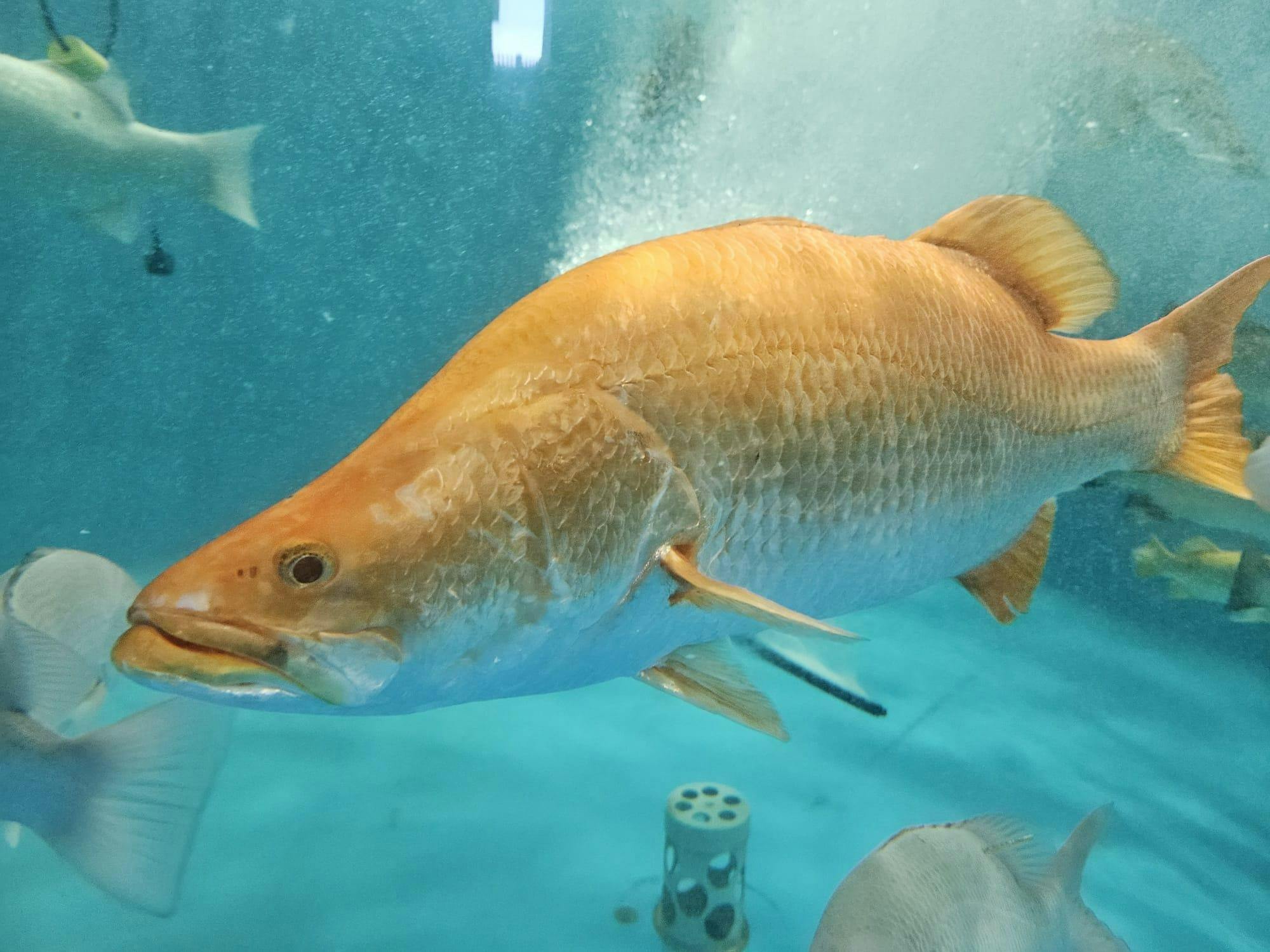 Golden Barramundi