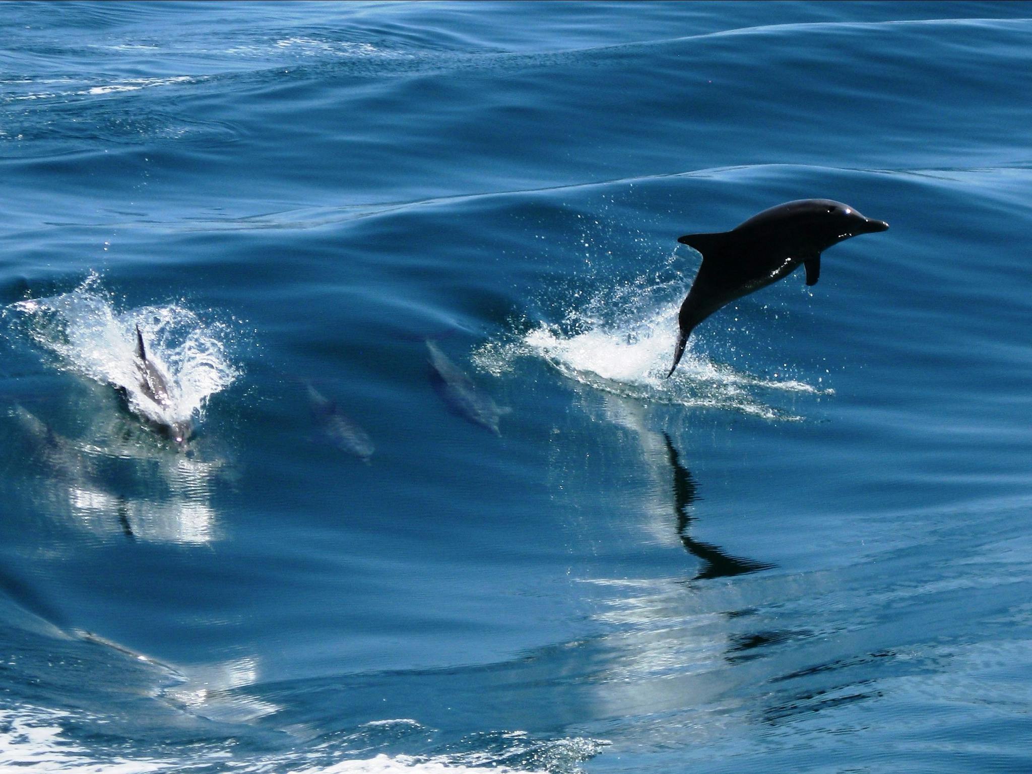 Rockingham Wild Encounters, Rockingham Beach, Western Australia