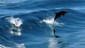 Rockingham Wild Encounters, Rockingham Beach, Western Australia