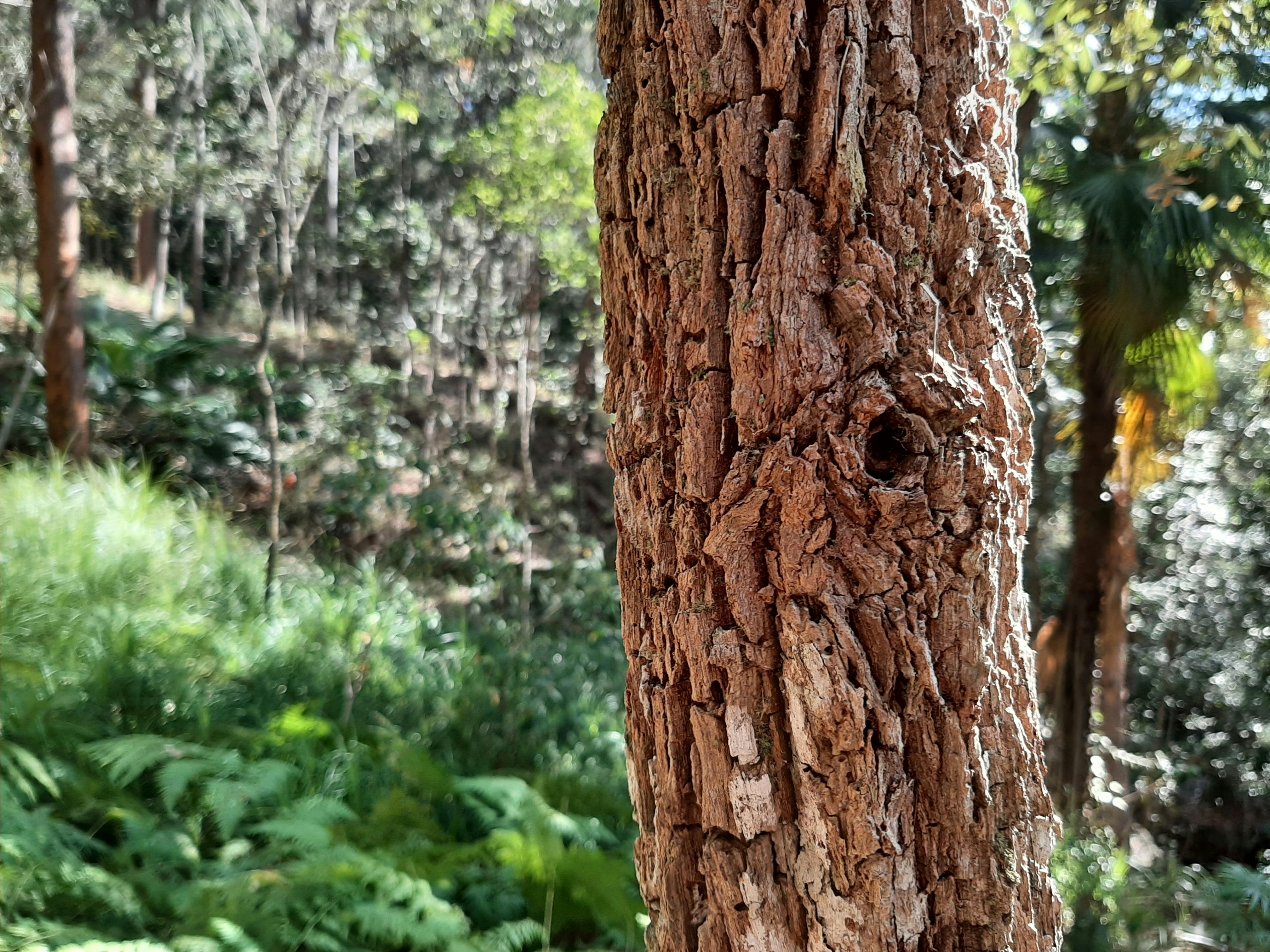 Forest at Foote Sanctuary