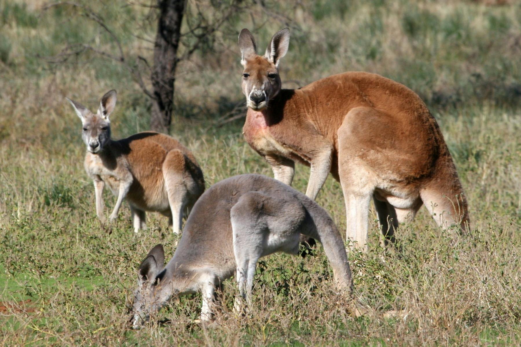 Kangaroos in the wild