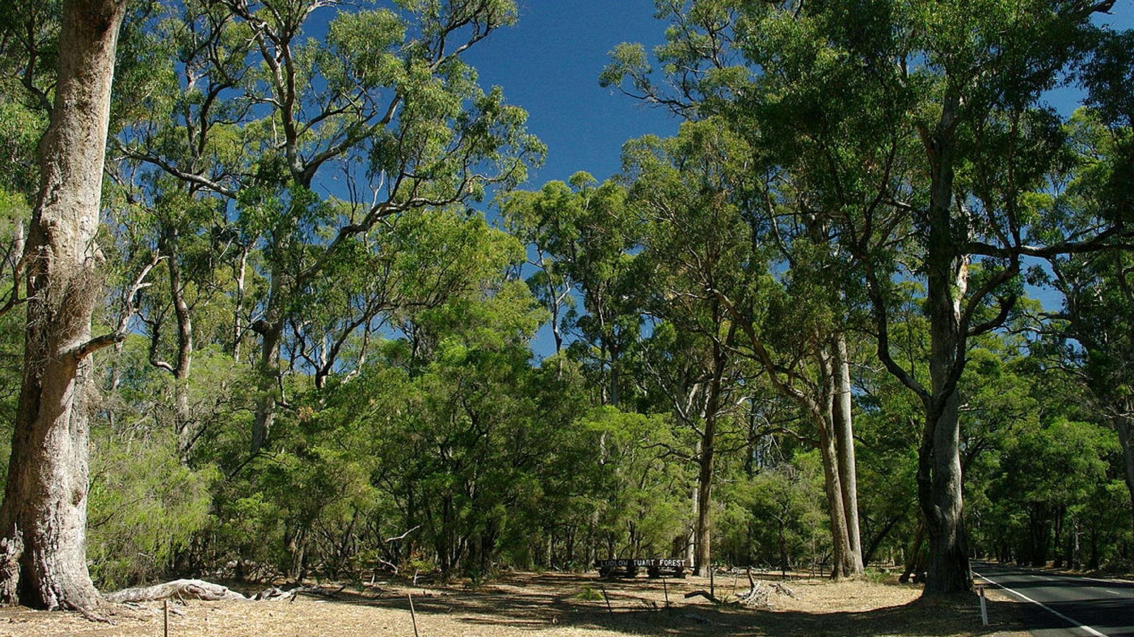 Maidens Tuart Forest Attraction Tourism Western Australia