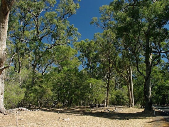 Maidens Tuart Forest