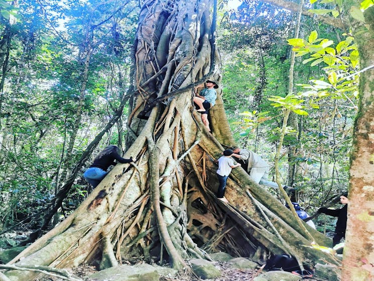 Tree Climbing at Wangat