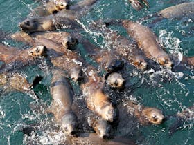 Australian Fur Seals Phillip Island