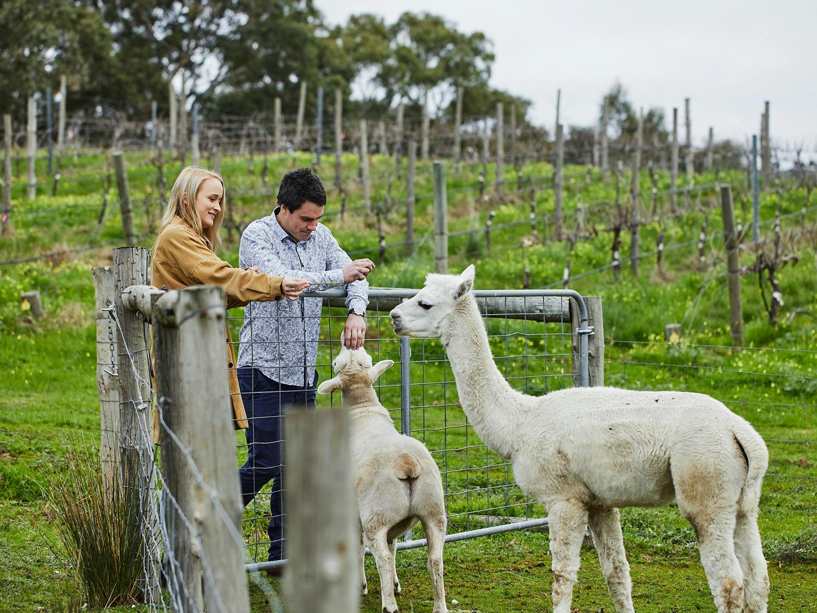 Meeting the sheep and alpacas at Gemtree Wines