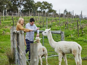 Meeting the sheep and alpacas at Gemtree Wines