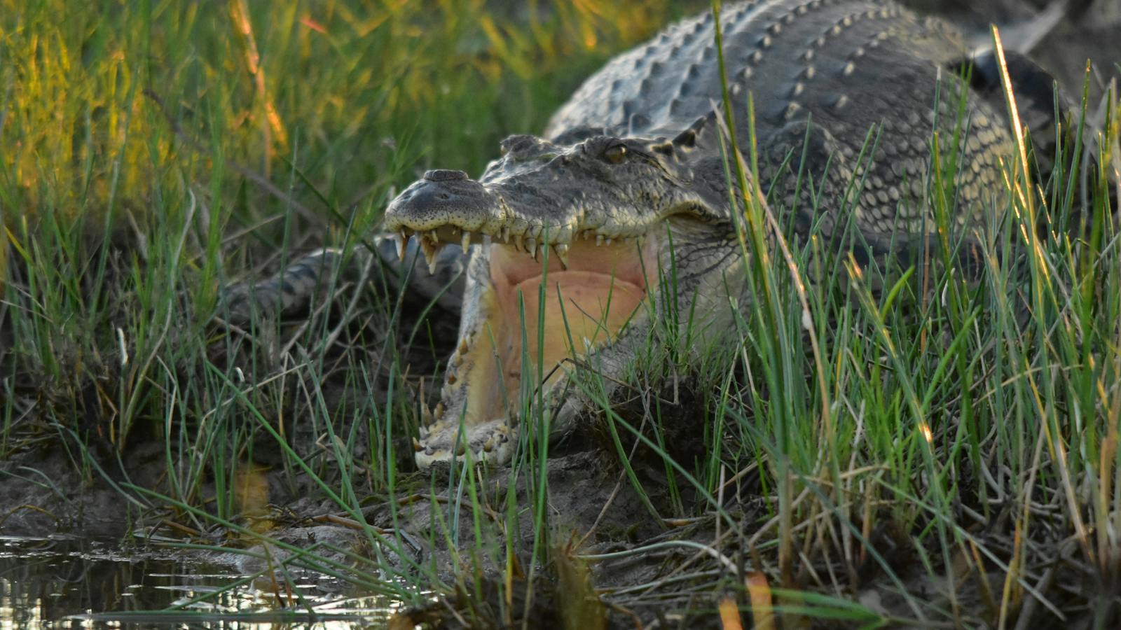 Salt Water Crocodile