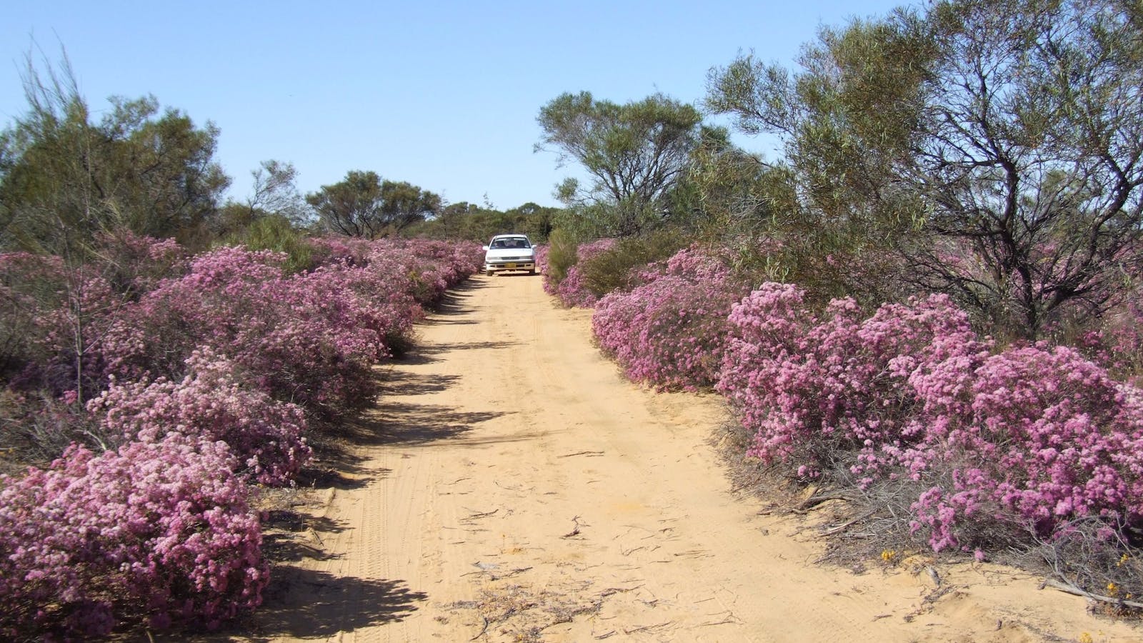 Reynoldson's Flora Reserve