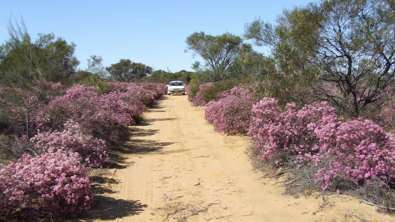 Reynoldson's Flora Reserve