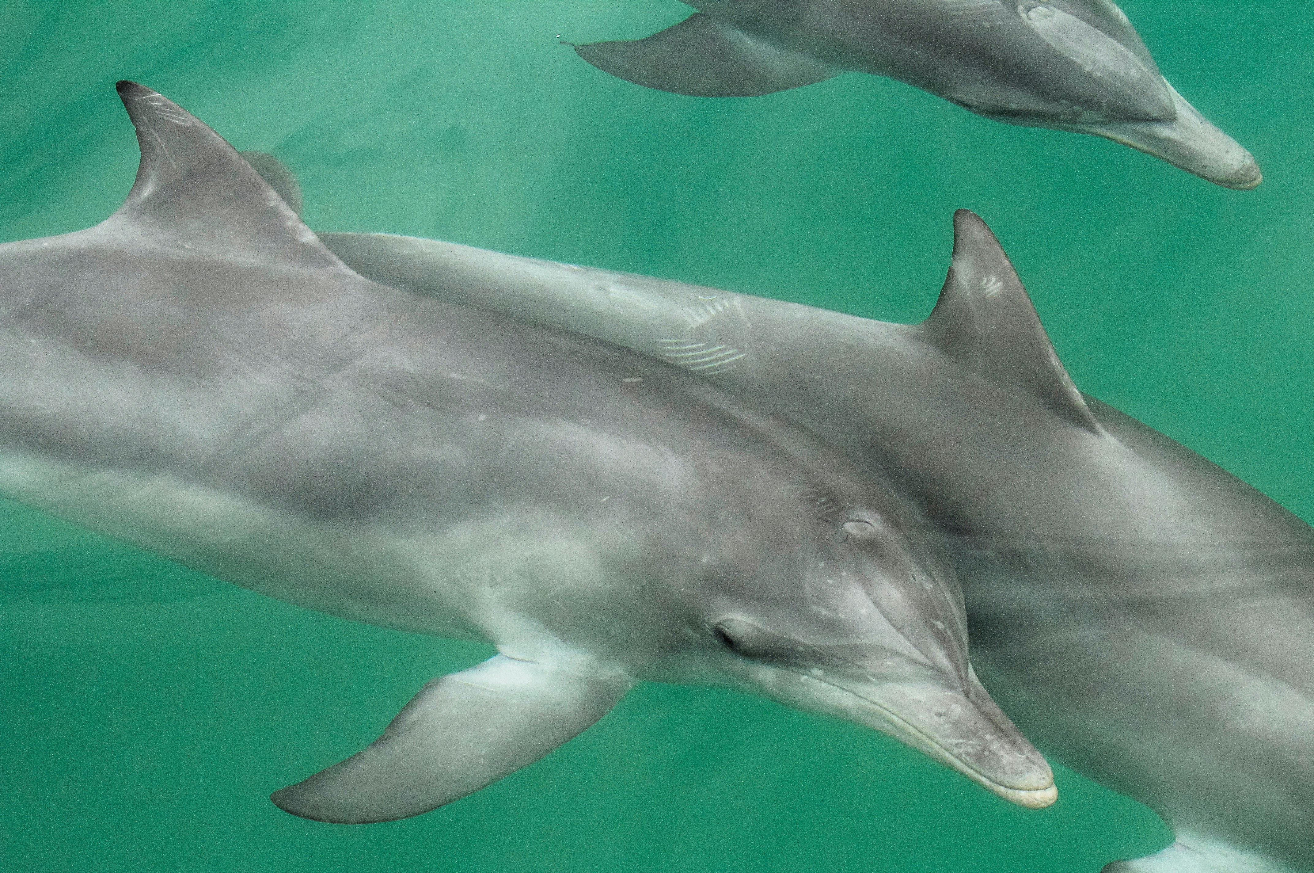 A pod of bottlenose dolphin swim just below the water surface