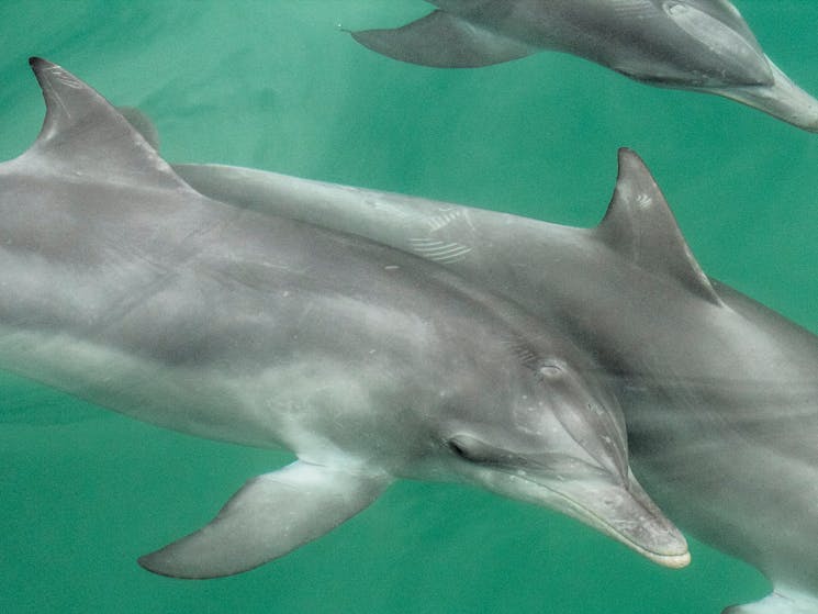 A pod of bottlenose dolphin swim just below the water surface