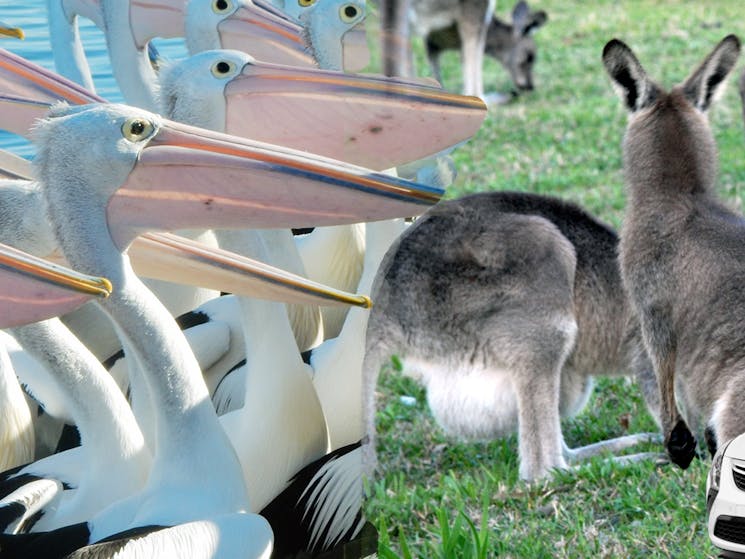 kangaroos and pelicans