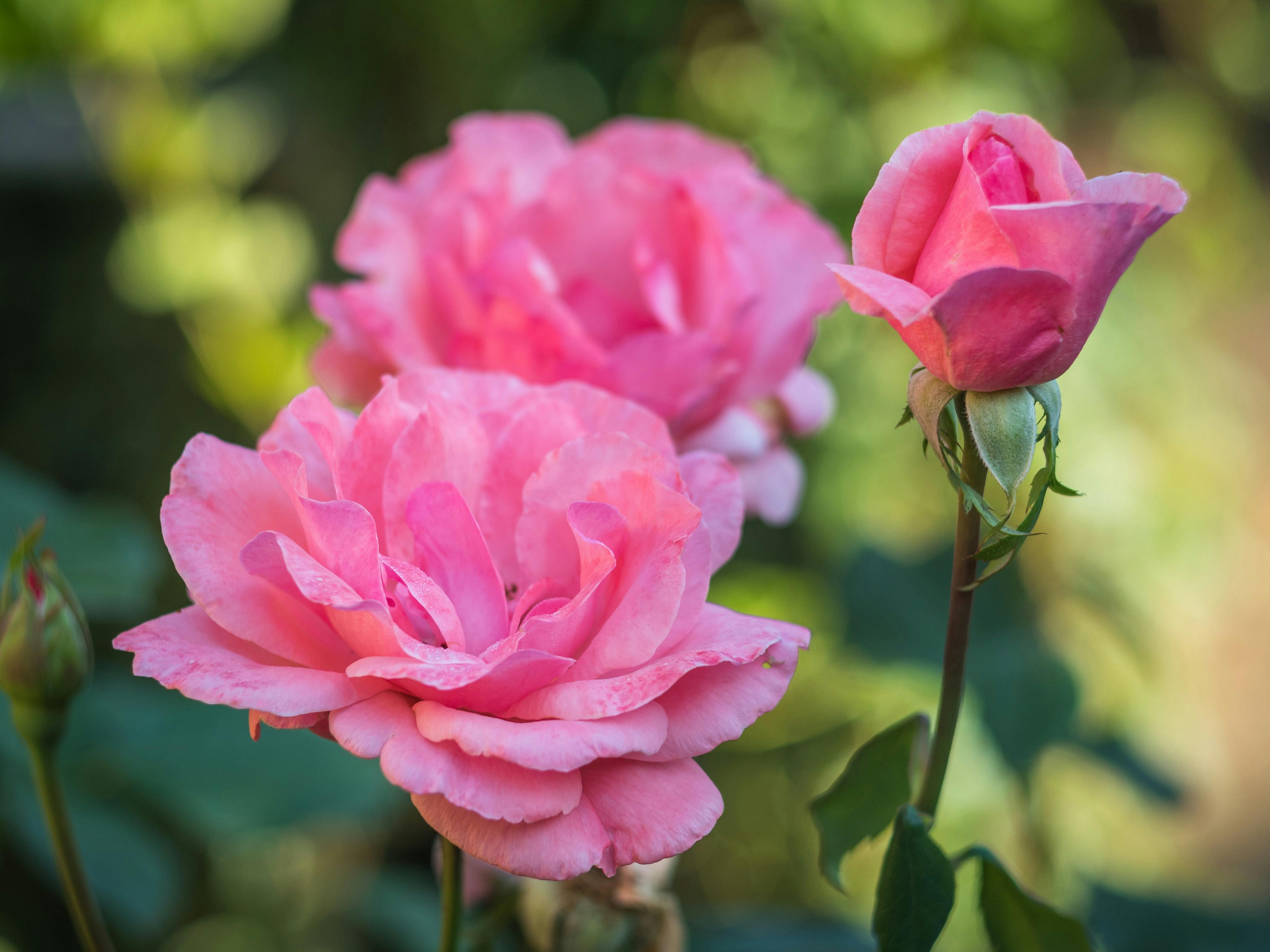 Pink roses in a garden