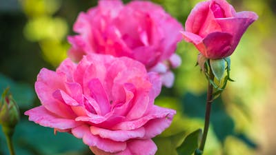 Pink roses in a garden