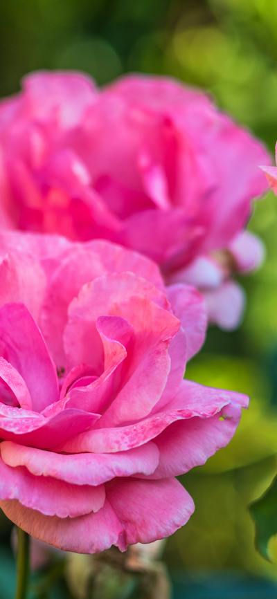 Pink roses in a garden