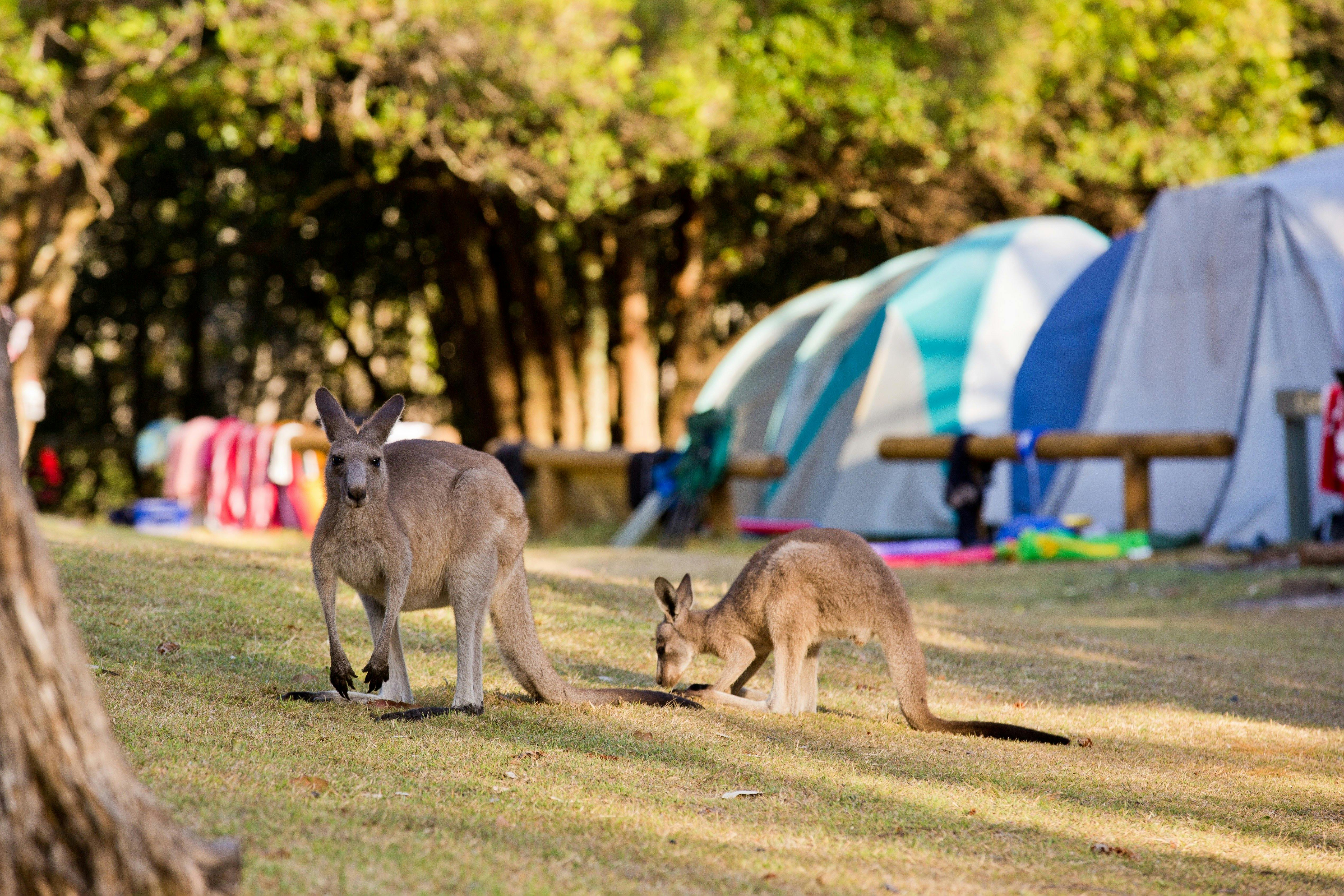 Cave Beach campground, Booderee National Park
