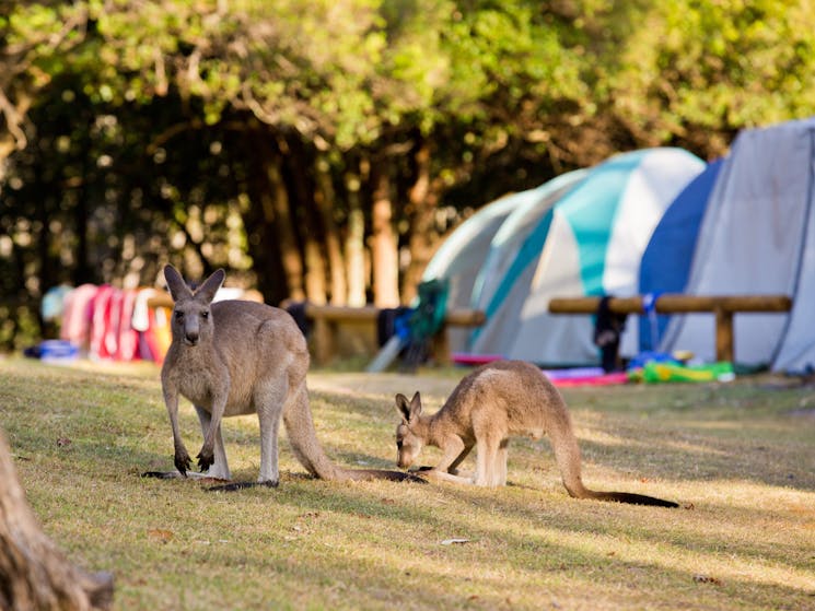 Cave Beach campground, Booderee National Park