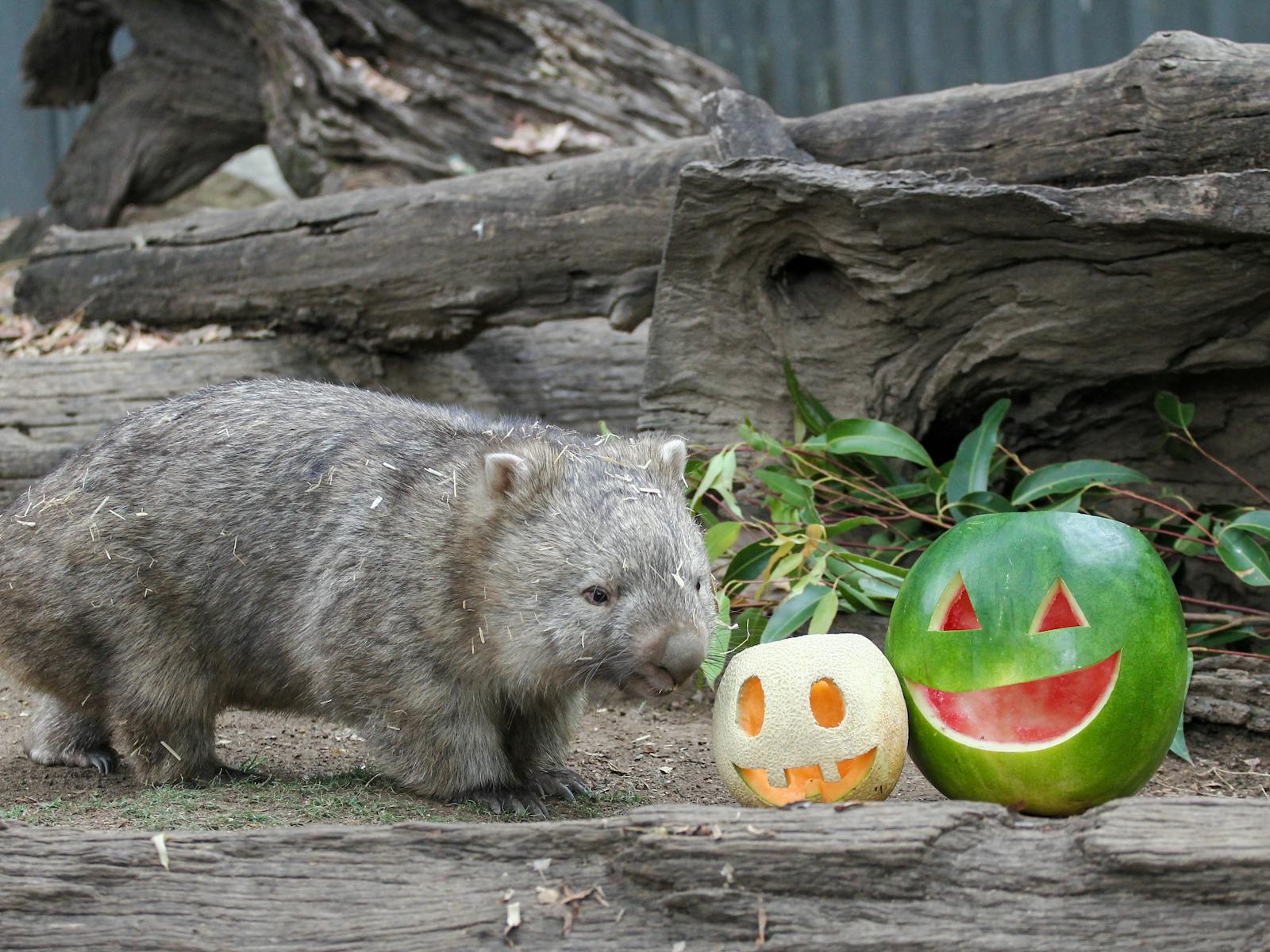 Image for Howl-o-ween @ Lone Pine Koala Sanctuary