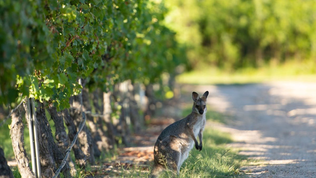 Wallaby in the vines at Balancing Heart Vineyard on the Granite Belt, South-East Queensland