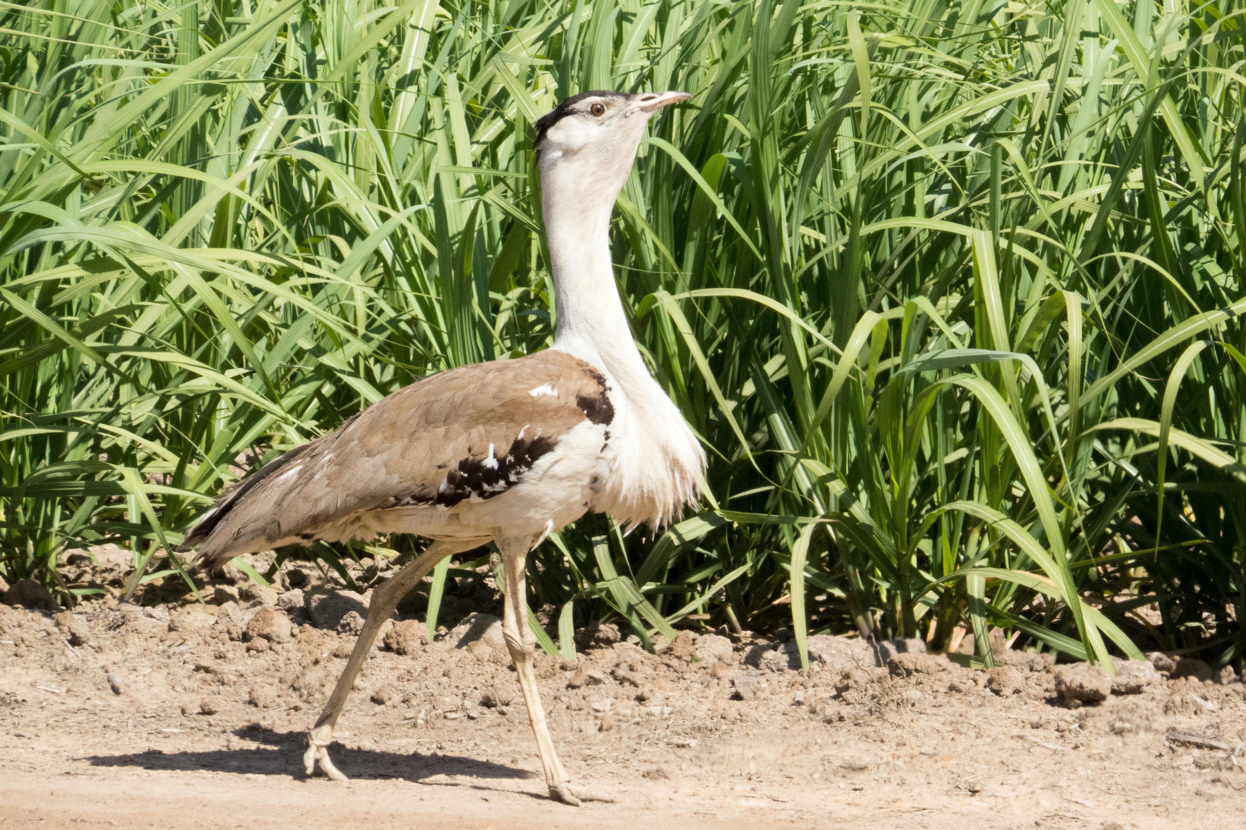 Bustard walking near long reeds