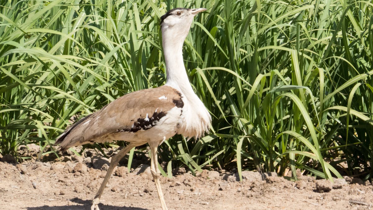 Bustard walking near long reeds