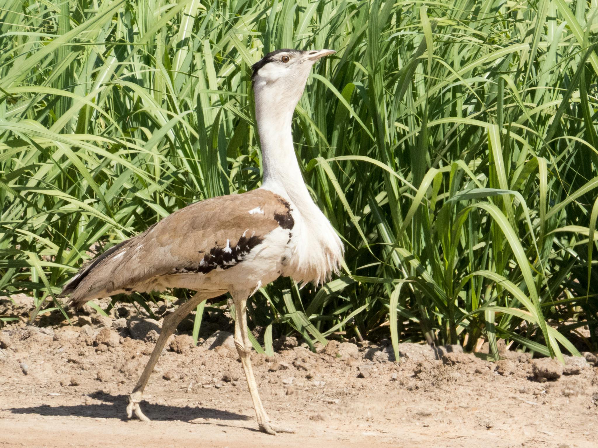 Bustard walking near long reeds