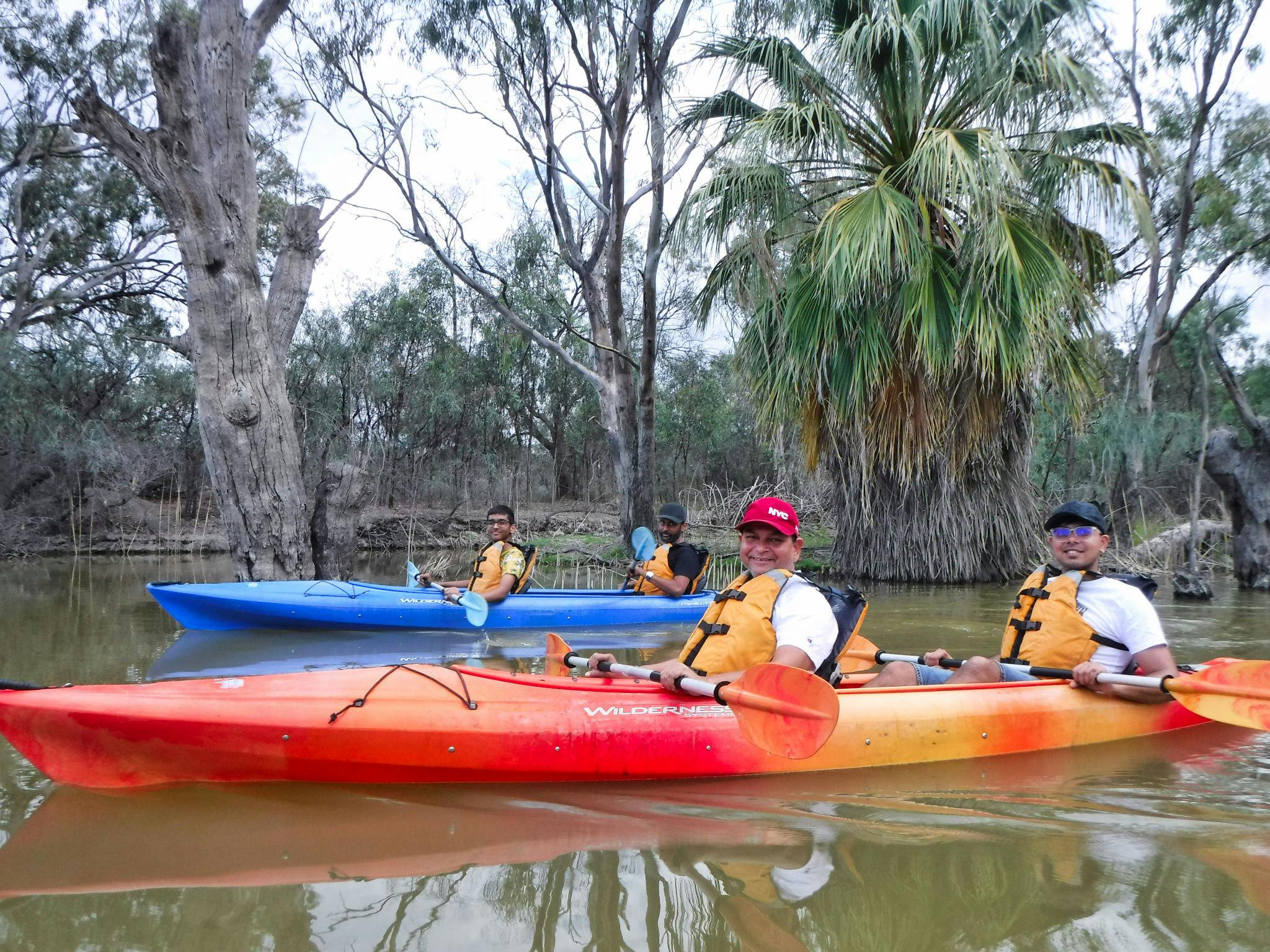 4 kayakers paddling flat water past eucalypt and palm.