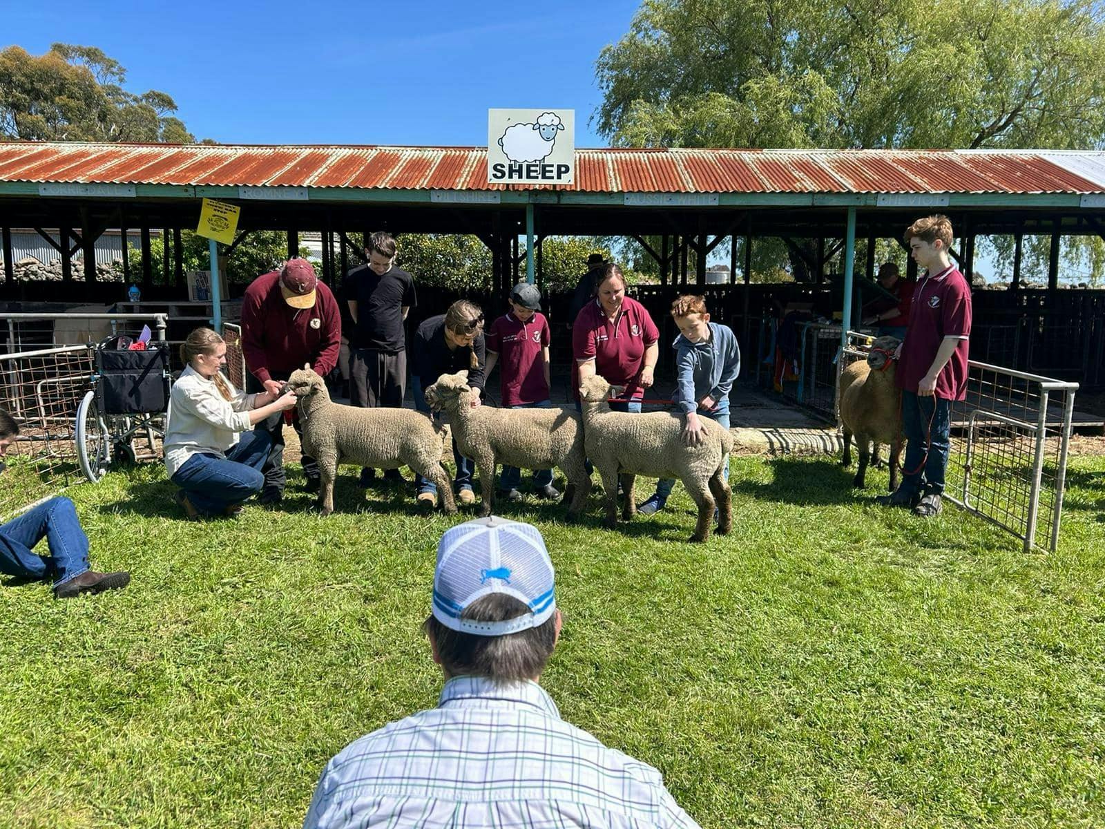 Winning sheep