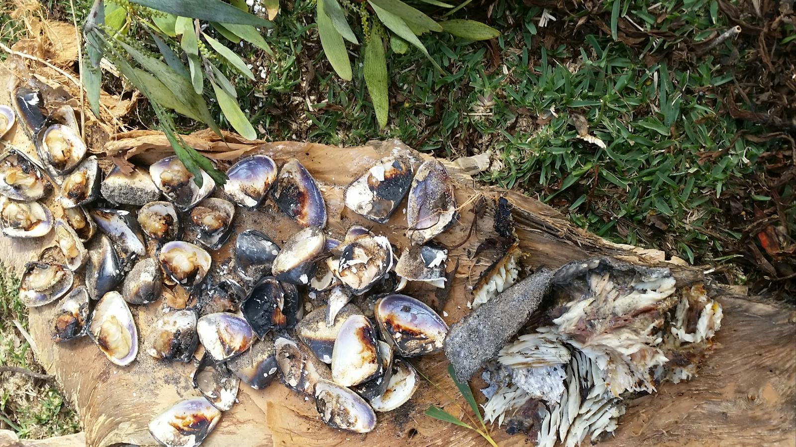 Collected pippies and fish