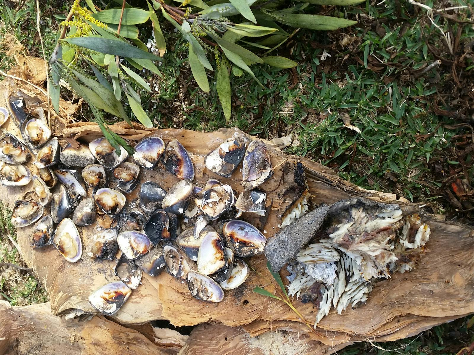收集到的小狗和魚
