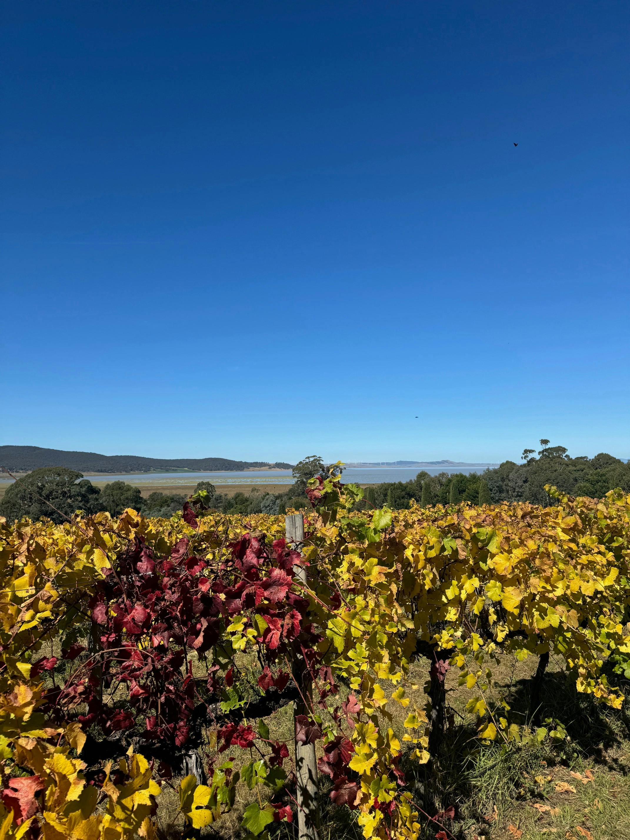 Beautiful vineyard and outlook over Lake George at Lerida wines
