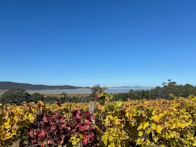 Beautiful vineyard and outlook over Lake George at Lerida wines