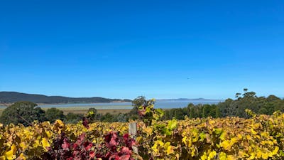 Beautiful vineyard and outlook over Lake George at Lerida wines