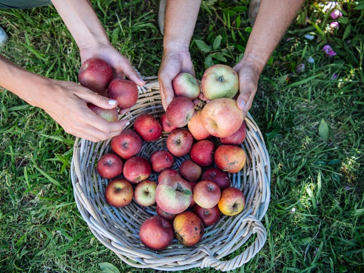 Freshly picked apples from Shields Orchards, Bilpin