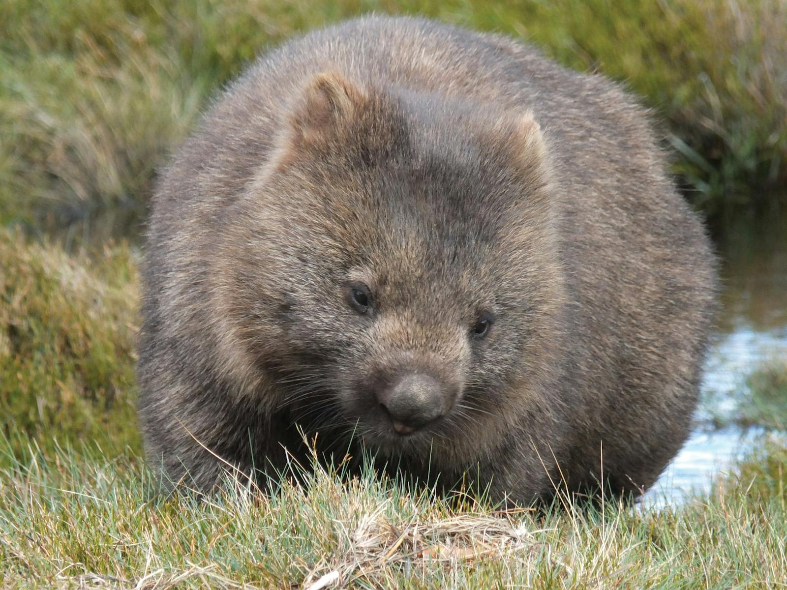 Wombat in Cradle Mountain National Park