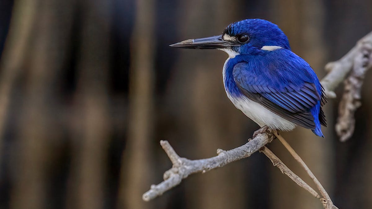 Little kingfisher