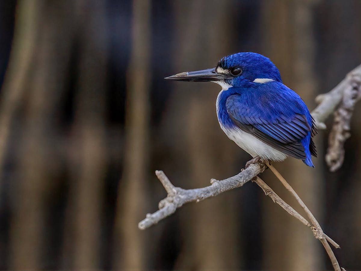 Little kingfisher
