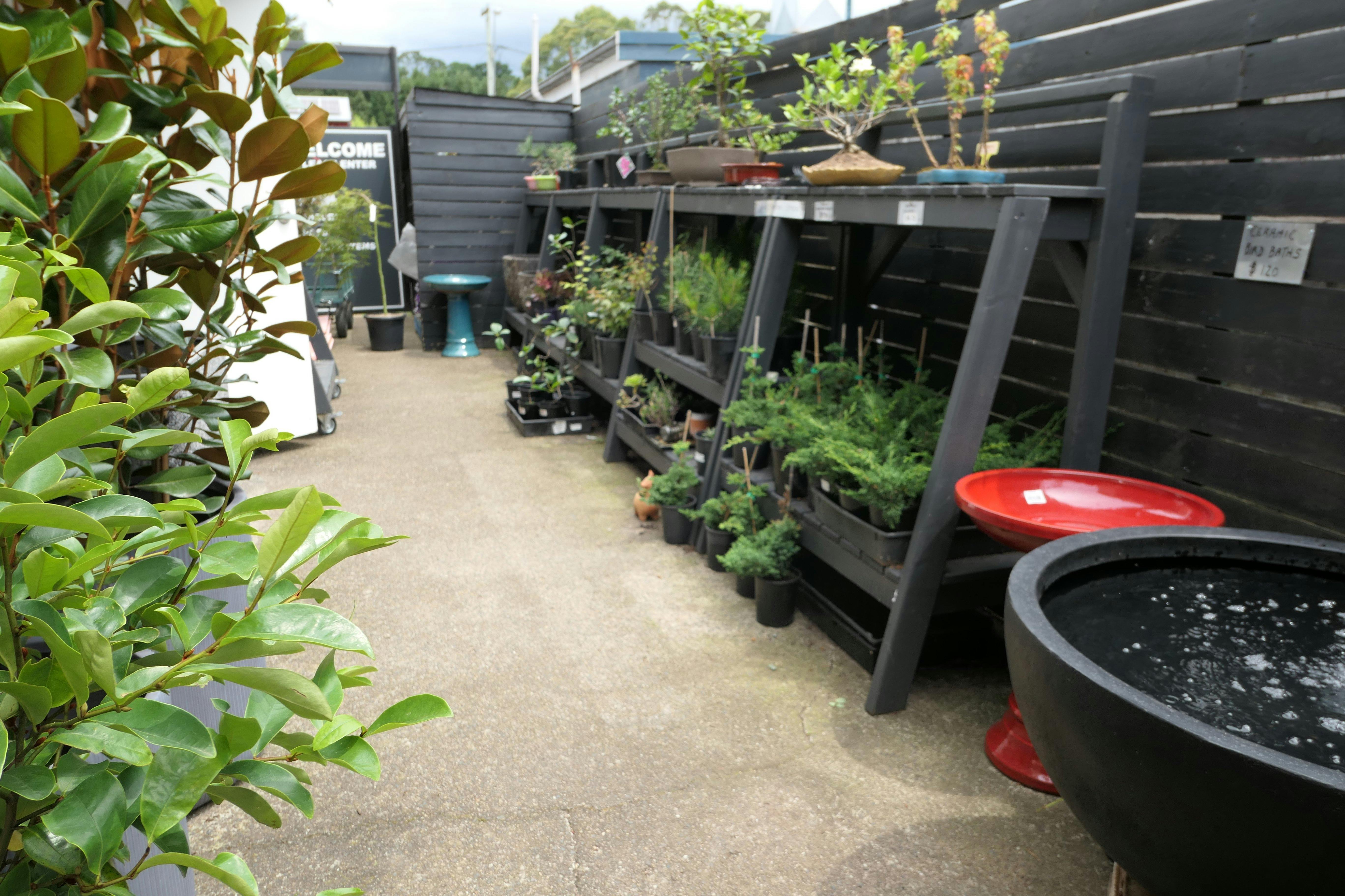 戶外植物和盆景幼苗