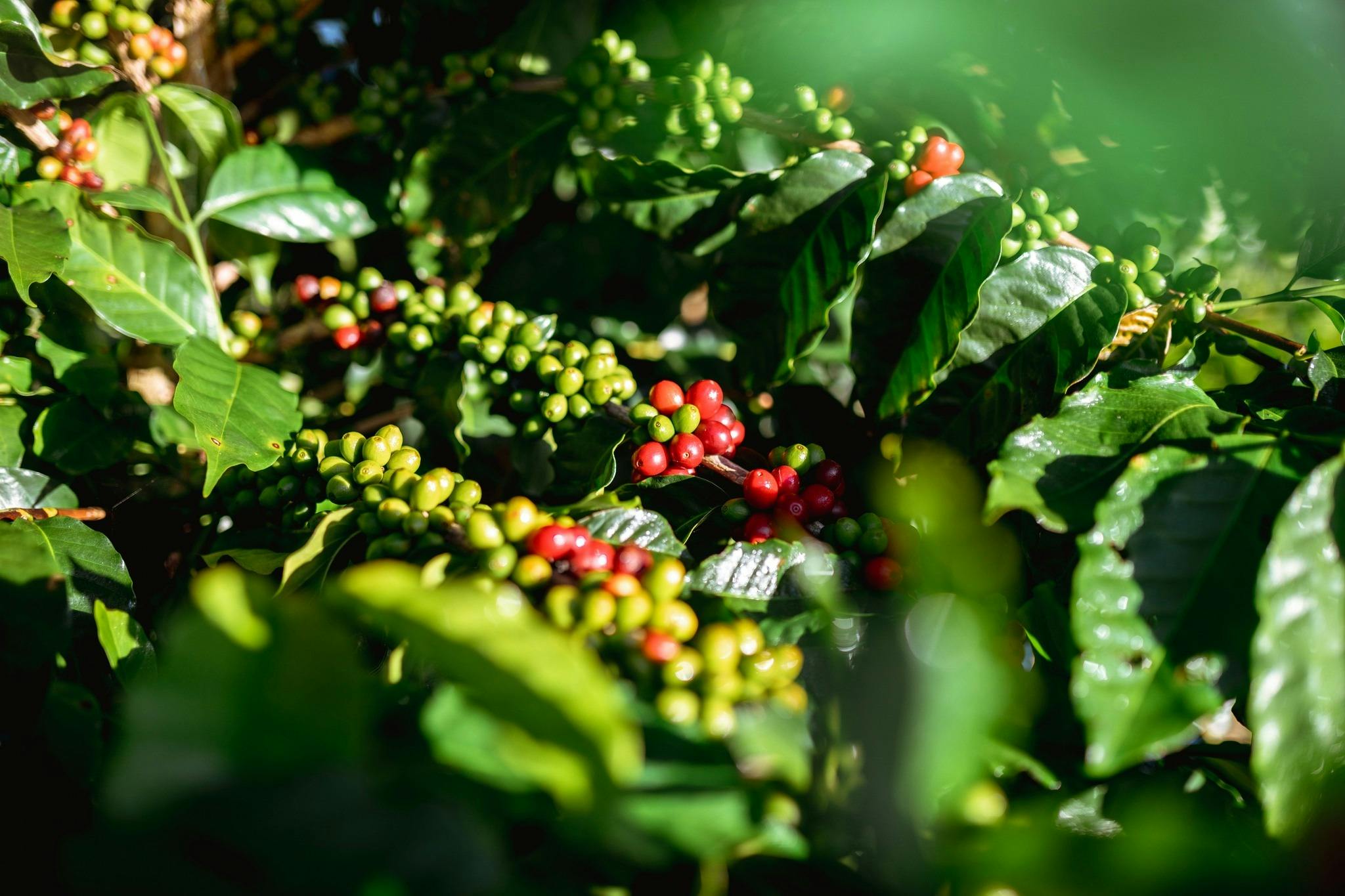 Glasshouse Plantation