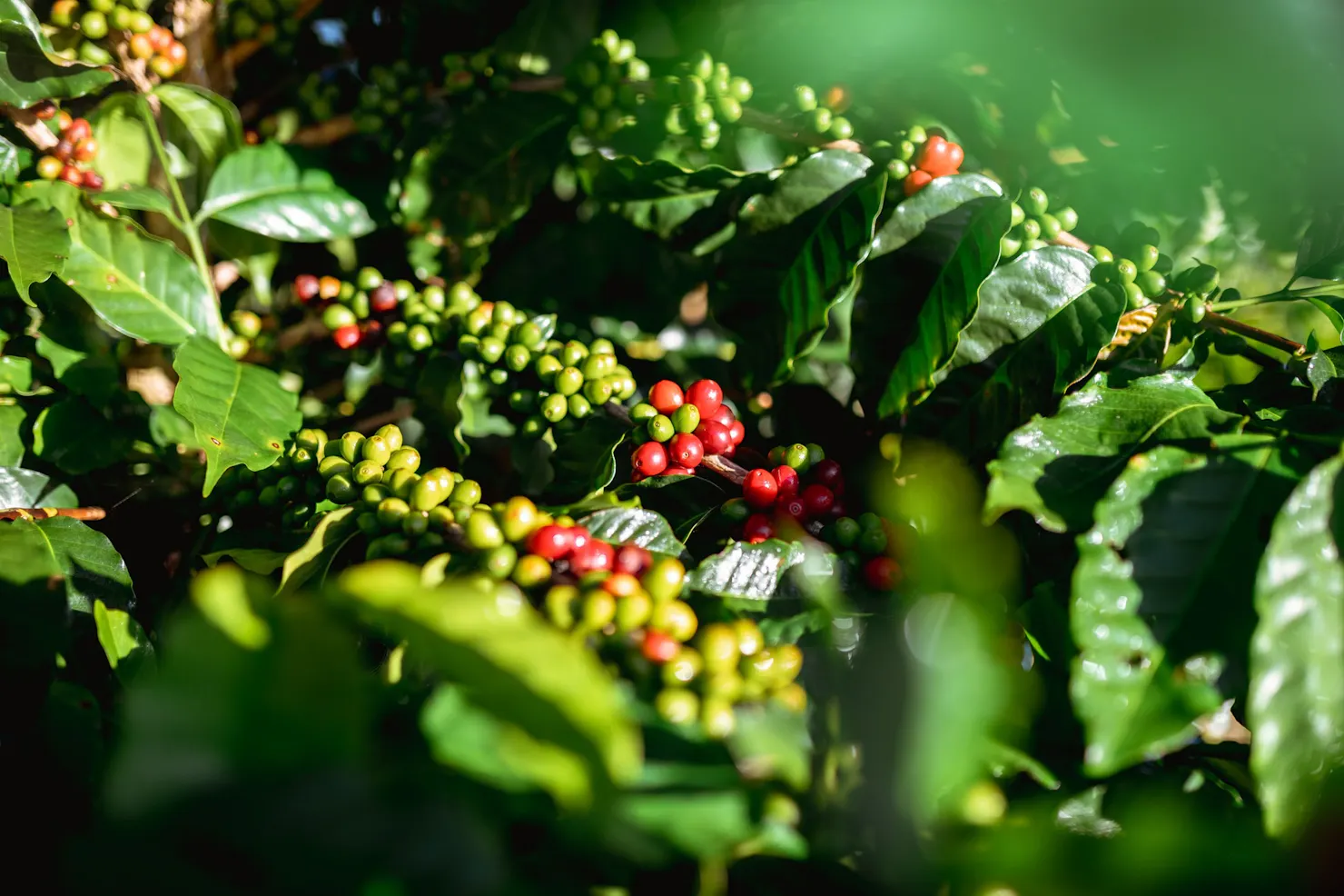 Glasshouse Plantation