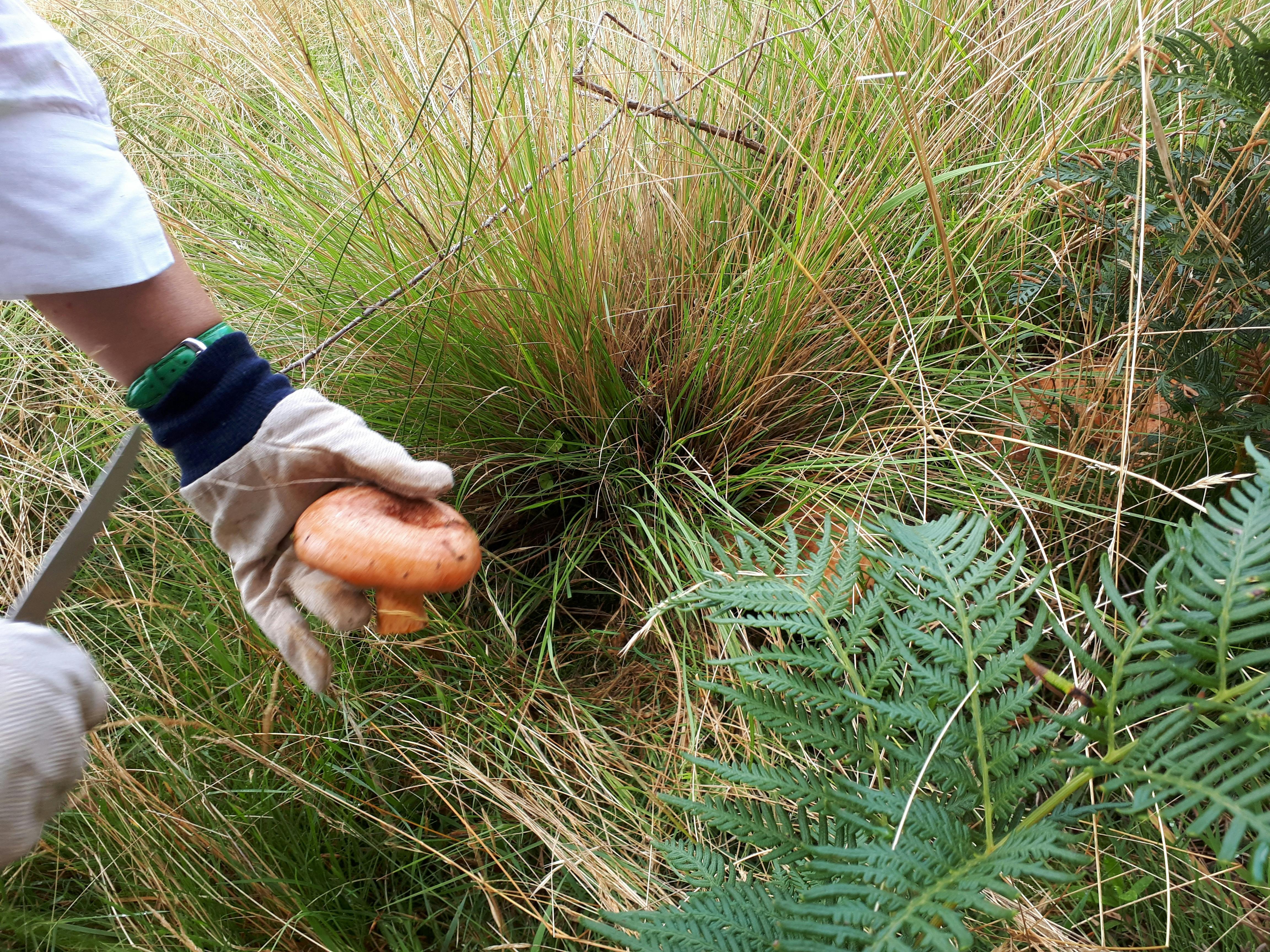 ANZAC Weekend Wild Mushroom Hunt