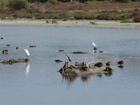Rare Birds, Migratory Birds, Waders